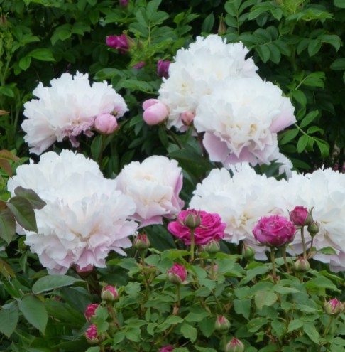 Paeonies and Roses