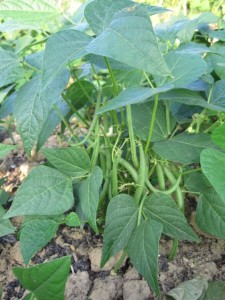 French Bean Plant