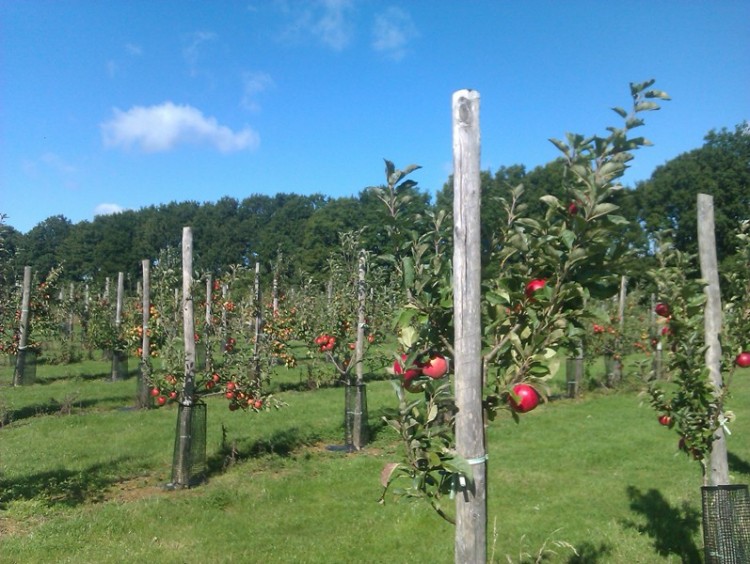 apple harvest 2013