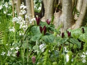 Trilliums and white spanish bluebell