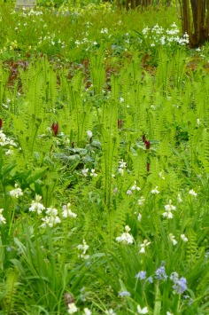 Trillium sessile amongst the ferns