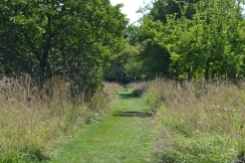 A pathway through the orchard