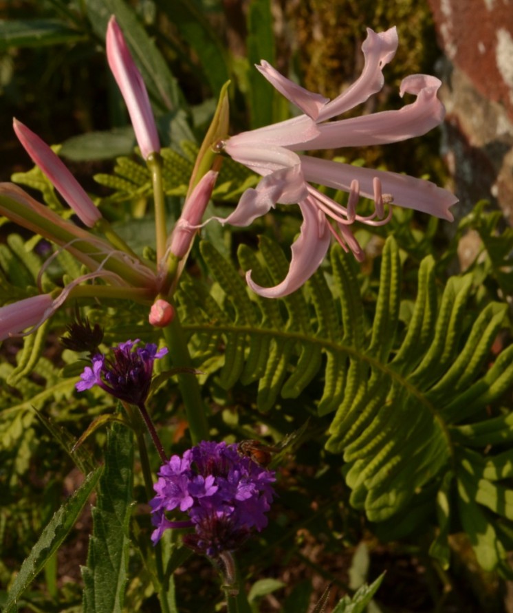 Nerine bowdenii, Verbena rigida and Aspenium scolopendrium