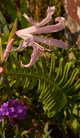 Nerine bowdenii, Verbena rigida and Asplenium scolopendrium.