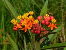 Asclepias curassavica 'Red Butterfly'