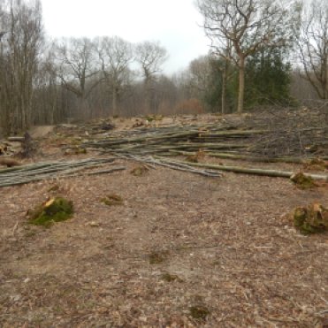The coppiced wood will be used for products.