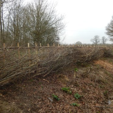 The hedgelaying completed by those on the course...