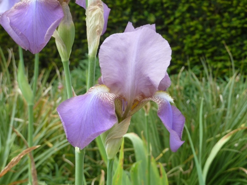 Iris 'Beotie'