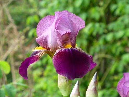 Iris 'Melchior'