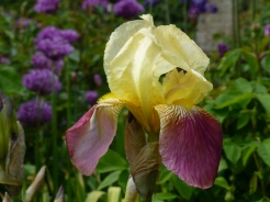 Iris 'Shannopin'