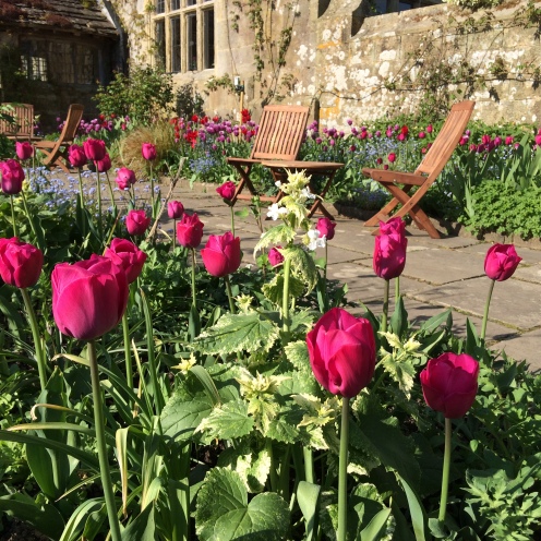Tulip 'Attila' at Gravetye Manor