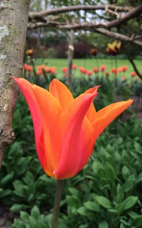 Tulip 'Ballerina'