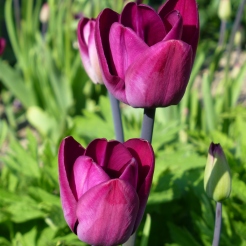 Tulip 'Greuze'
