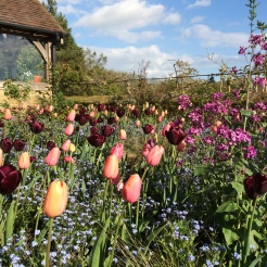 Tulips 'Menton' and 'Black Jack' at Gravetye Manor
