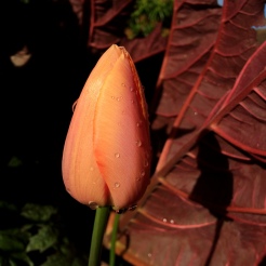 Tulip 'Menton'