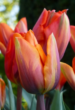 Tulip 'Princess Irene'