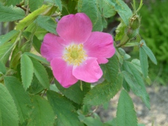 Rosa villosa
