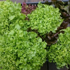 Lettuce 'Green Salad Bowl' and 'Marvel of Four Seasons'