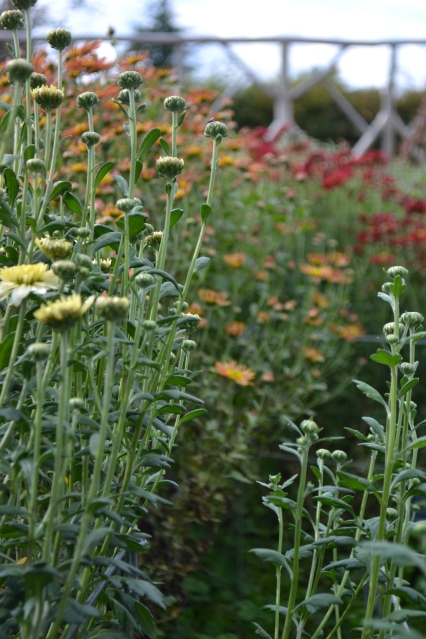Chrysanthemum 'Pebble White' and 'Duchess of Edinburgh'