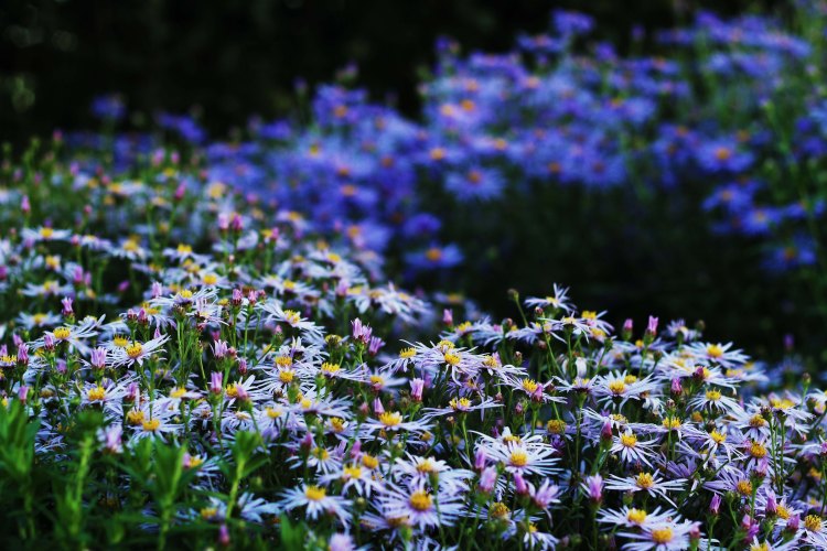 Asters at Waterperry Garden
