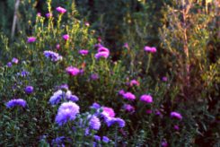 Asters at Waterperry Gardens