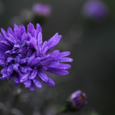 Aster 'Cliff Lewis'