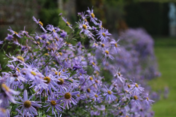 Aster x frikartii 'Monch' in the Moat Walk